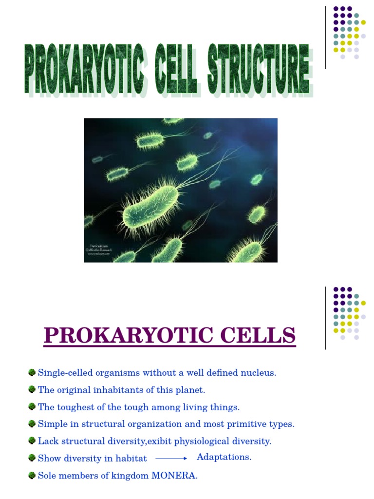 Prokaryotic Cell-1 | PDF | Bacteria | Cell (Biology)