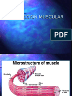 Clase 2 Adaptaciones Musc