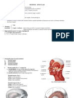 Sistemul Muscular.pdf