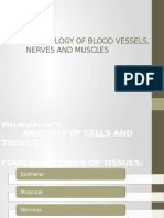 Histology of Blood Vessels Nerves and Muscles