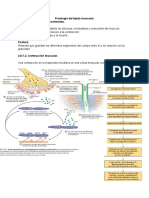 Fisiología Del Tejido Muscular