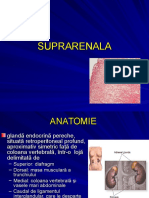 Suprarenal A