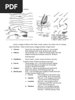 Anatomi dan Fungsi Tubuh Belalang | PDF | Kajian Bahasa Asing | Sains