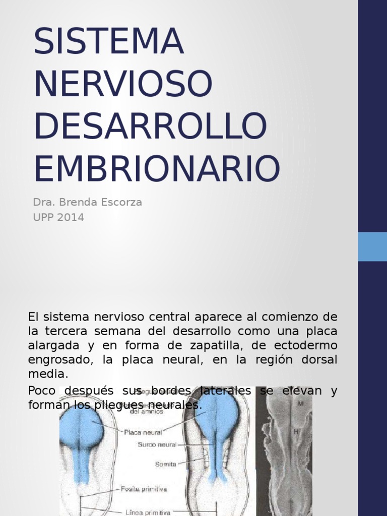 Desarrollo Embrionario Sistema Nervioso 1 Medula Esal Axon