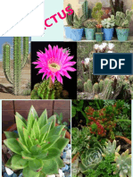 Cactus Power Point