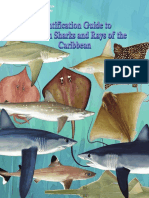 Identification Guide To Common Sharks and Rays of The Caribbean