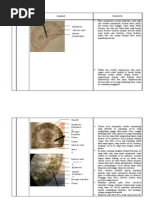 Download Daun PinusLili KaretanJagung by Hendrik_Nurfitrianto SN34271143 doc pdf
