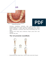 Premolar