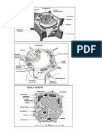 Celula Vegetal - para Imprimir