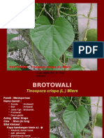 Brotowali