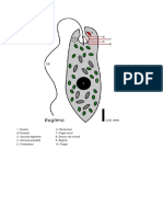 Euglena Verde