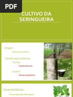 Cultivo de Seringueira