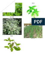 Medicine Plants