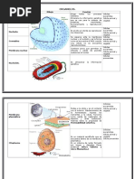 Organelos de la Célula.
