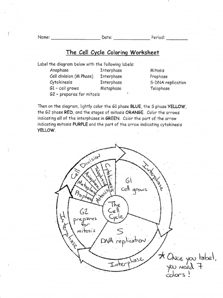 Cell Cycle Coloring Key Inside Cell Cycle Coloring Worksheet