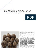 Cultivo y recolección de la semilla de caucho Hevea brasiliensis