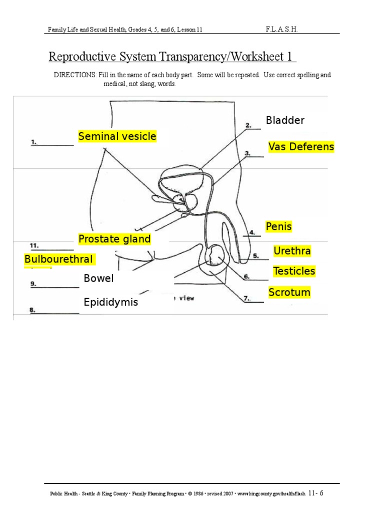 Label Reproductive Systems_Questions | Reproductive System | Pelvis