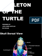 Skeleton of the Turtle