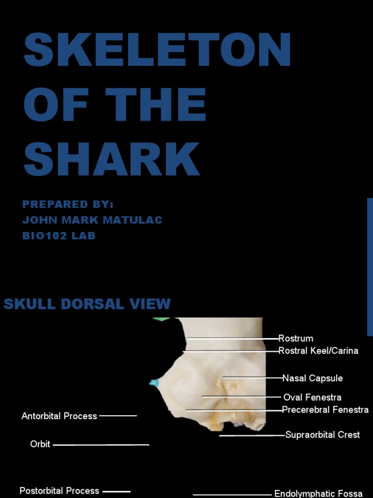 Shark Skeleton Anatomy Overview | PDF | Skull | Vertebral Column