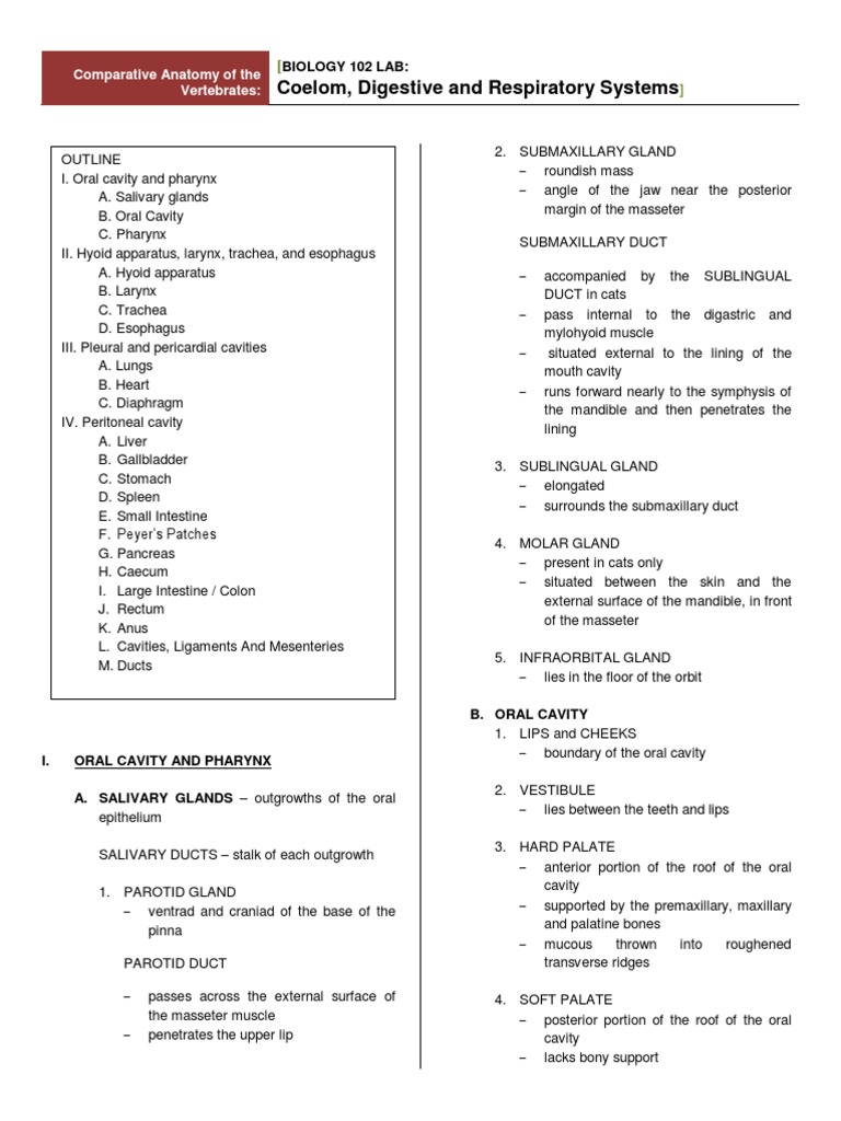 3 Hyman Digestive System | Tongue | Stomach