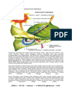 Reaksi Dan Proses Fotosintesis Pada Tumbuhan