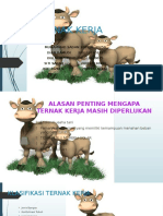 Persentasi Sakau Kerbau Kerja