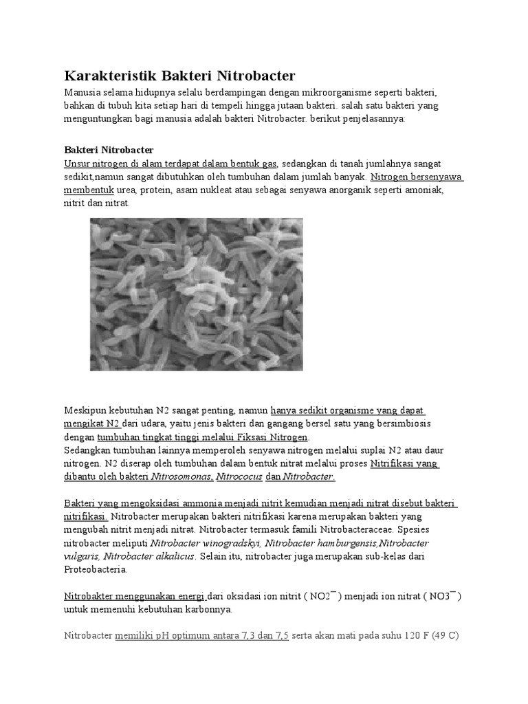 Karakteristik Bakteri Nitrobacter | PDF