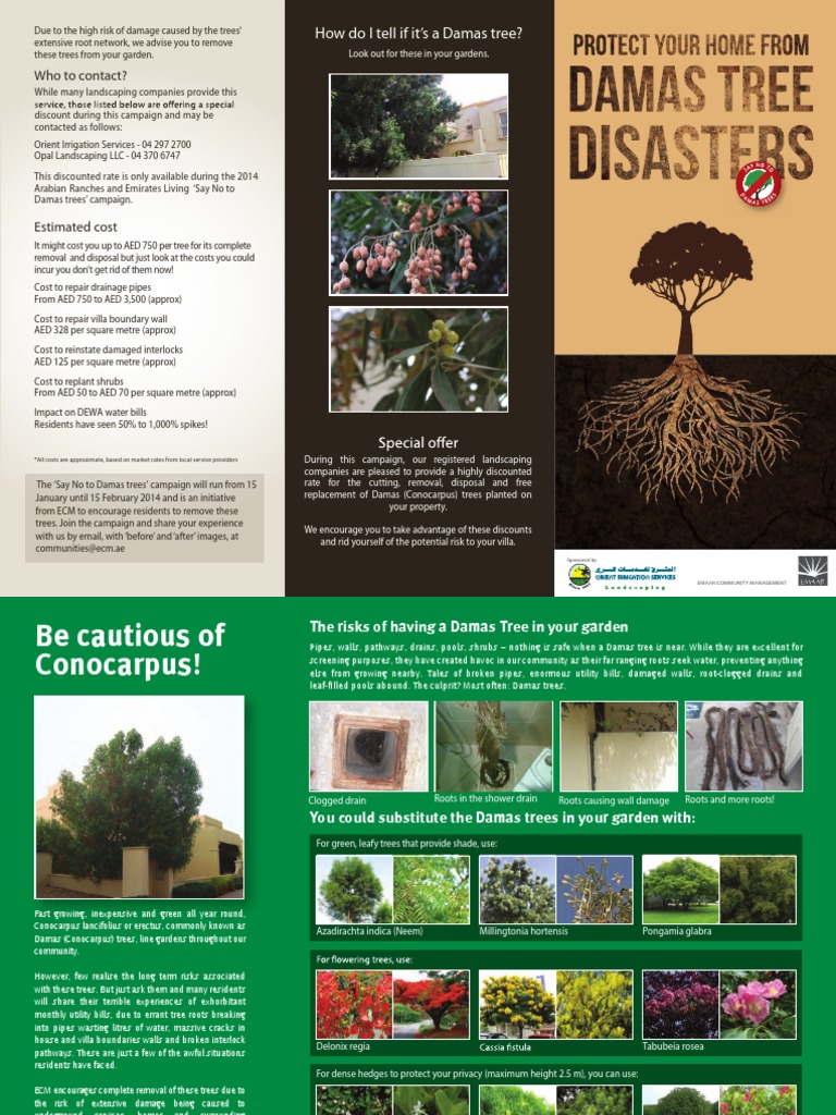 Damas Tree | PDF | Trees | Botany