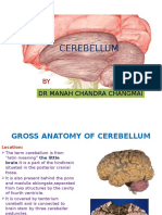 Cerebellum: DR Manah Chandra Changmai