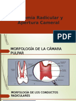 Anatomia y Apertura Cameral
