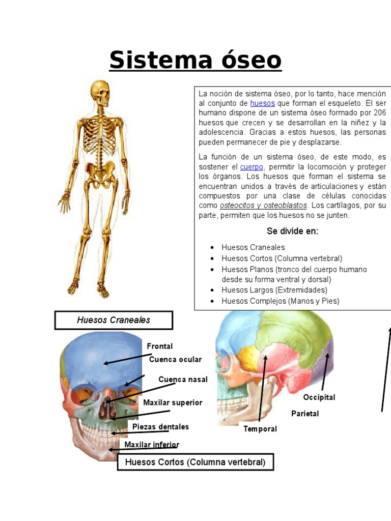 Sistema Óseo Esqueleto Hueso