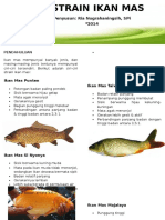 Leaflet Ciri Strain Ikan Mas