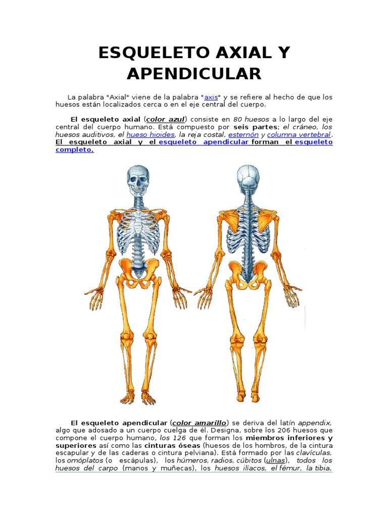 Esqueleto Axial y Apendicular 2