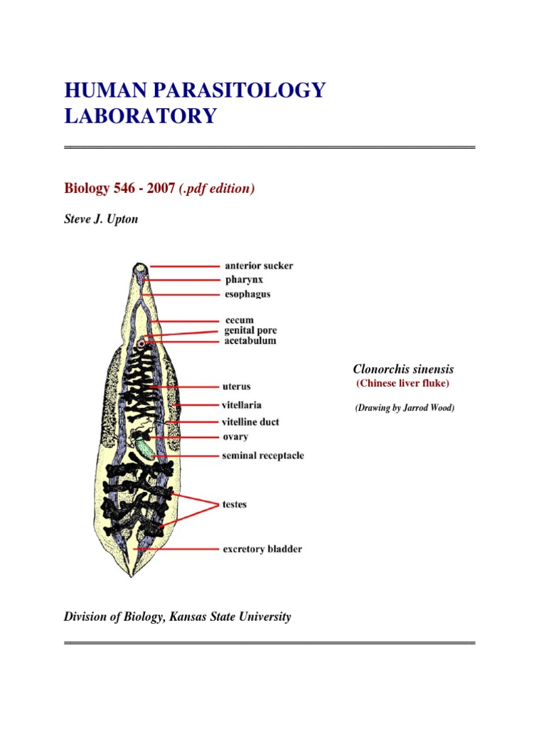 Human Parasitology Laboratory: Biology 546 - 2007 (.PDF Edition) | PDF | Reproduction | Animal ...