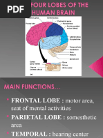 Download The Four Lobes of the Human Brain by Anna Katrina Urbana Navidad SN34314263 doc pdf