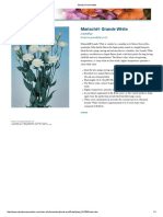 Mariachi® Grande White: Lisianthus