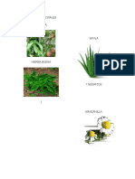 PLANTAS MEDICINALE1.docx