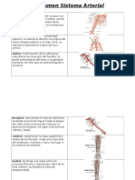 Resumen Sistema Arterial