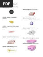 Formas y Tamaños de las Células | PDF | Biología Celular) | Micrometro