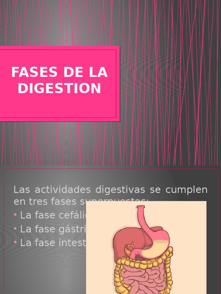 Fases de la Digestión Humana | PDF | Ciclo del ácido cítrico | Dieta y ...
