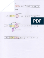 Operon de Lactosa