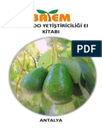 Avokado El Kitabi