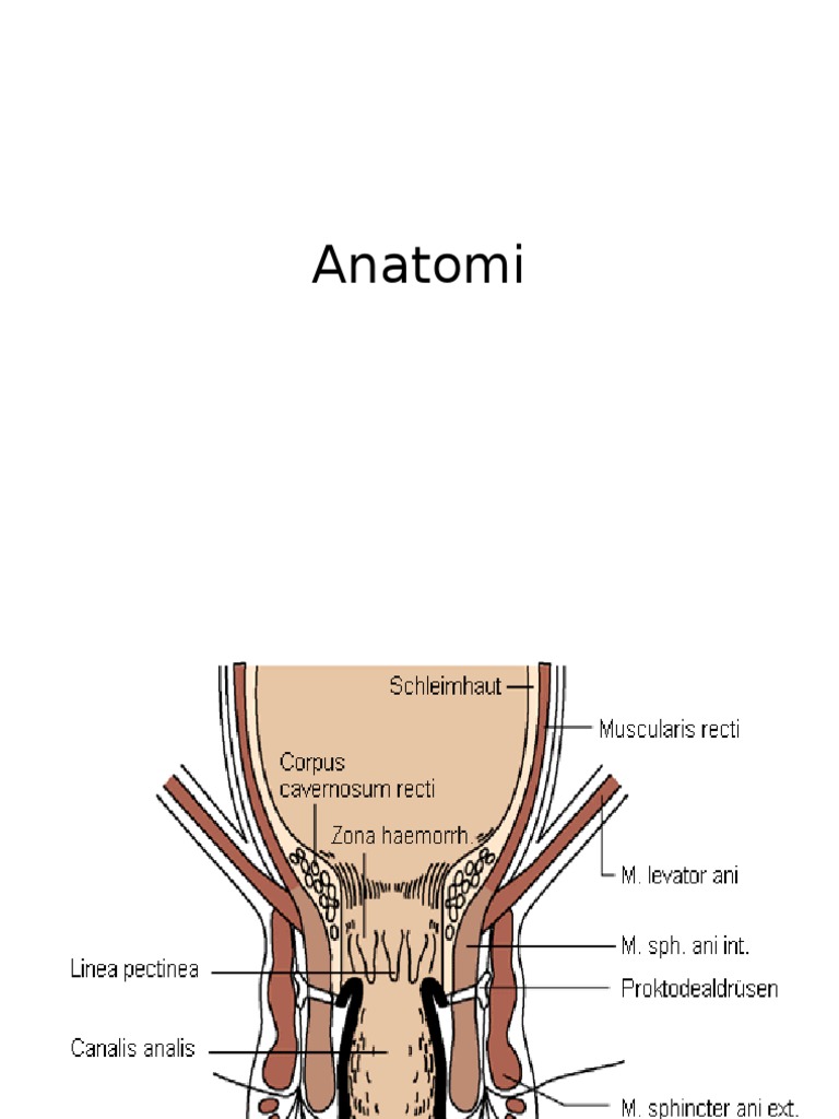 Anatomi & Histologi Anus PDF