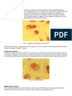 Fases de La Mitosis y Meiosis