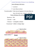 Ex 6a Epithelial Tissues