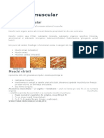 Sistemul Muscular+ EKG Muschi Cardiac