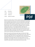 Protozoa