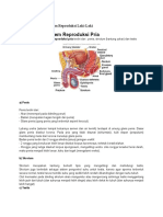 Anatomi Fisiologi Sistem Reproduksi Laki.docx