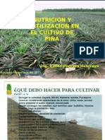 Cultivo Piña SBA