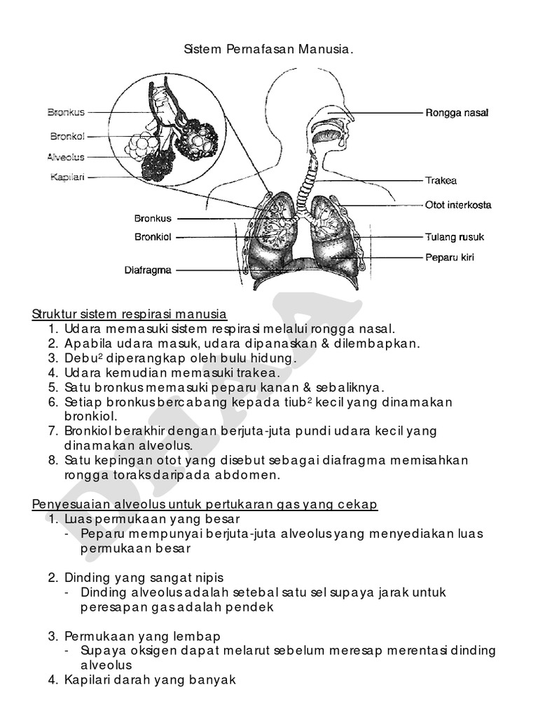 Nota Sains Tingkatan 3 Bab 1 Respirasi 2017 Pdf Pdf